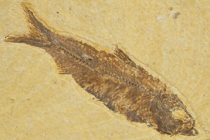 Detailed Fossil Fish (Knightia) - Wyoming #318569